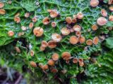 Lobaria pulmonaria