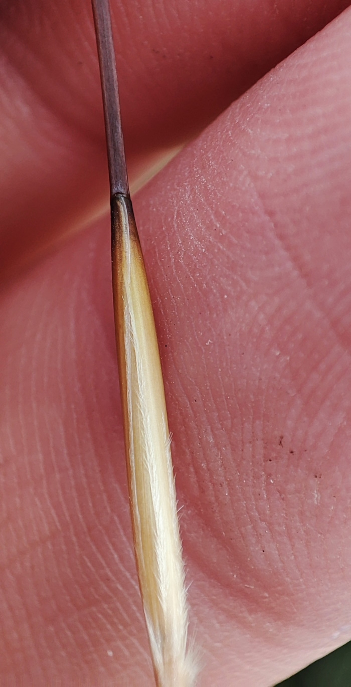 Изображение особи Stipa pennata.