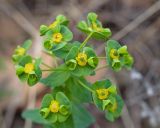 Euphorbia condylocarpa
