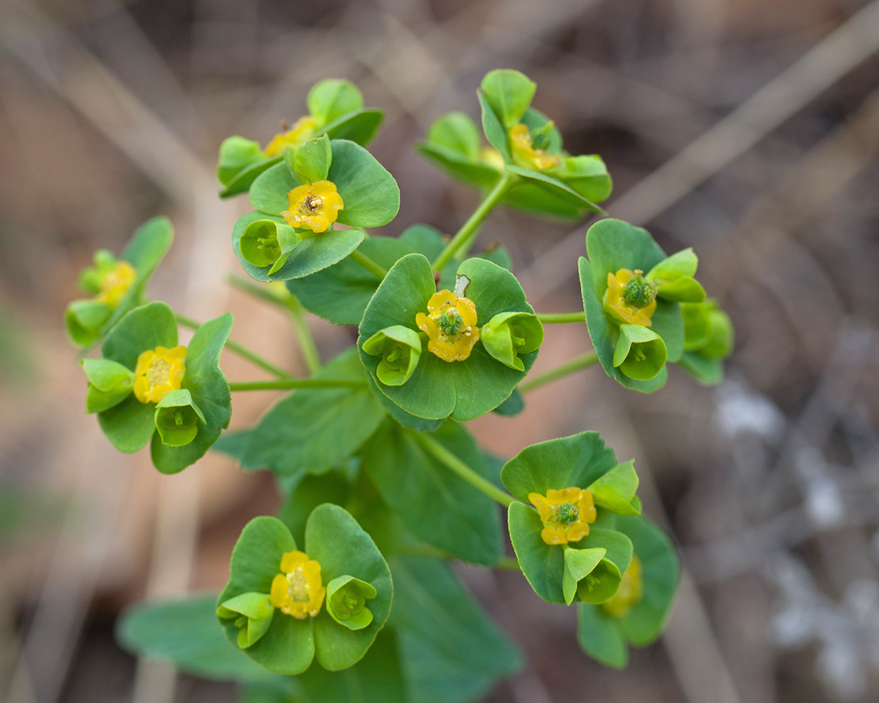 Изображение особи Euphorbia condylocarpa.