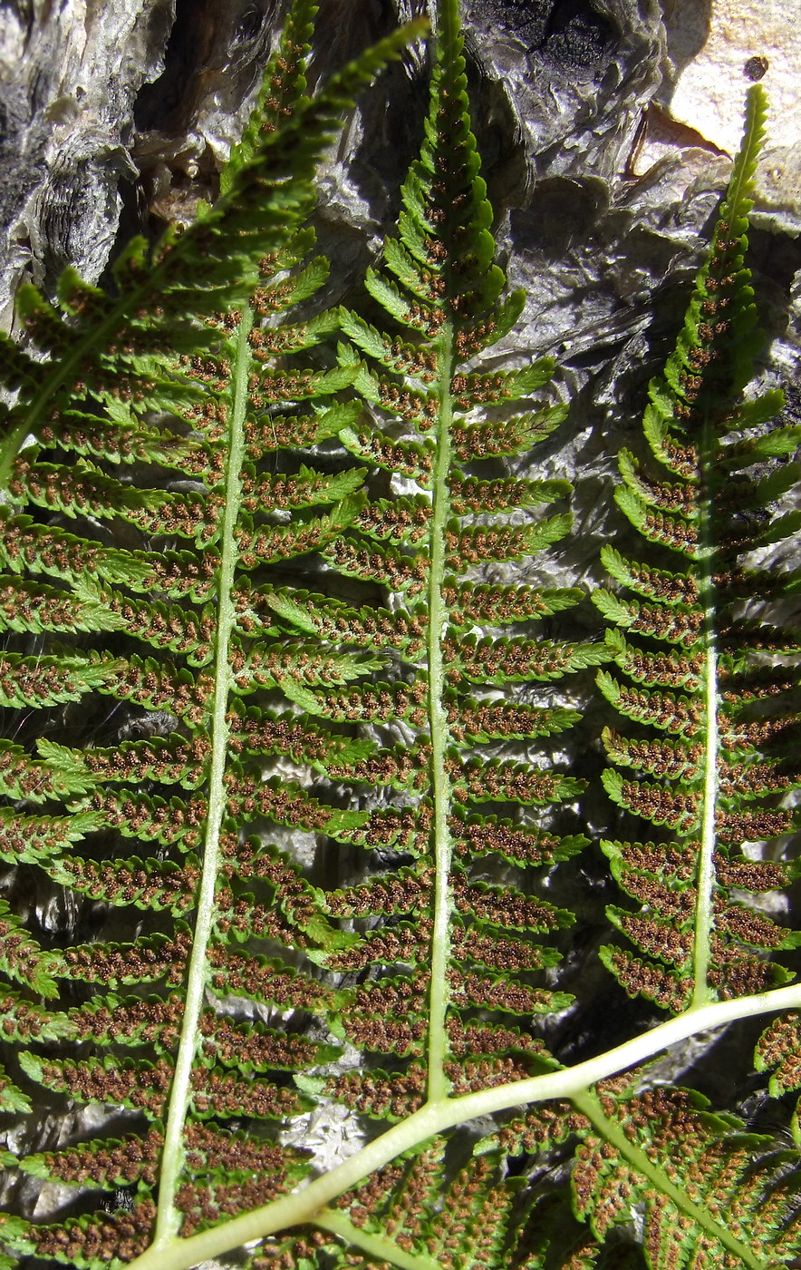 Image of Athyrium filix-femina specimen.