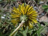Смотреть изображение Taraxacum brassicifolium