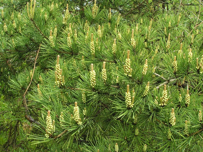 Изображение особи Pinus sylvestris.