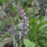 View full-size image Gymnadenia conopsea
