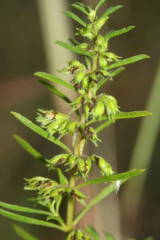 Image of Satureja spicigera specimen.