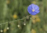 View full-size image Linum austriacum