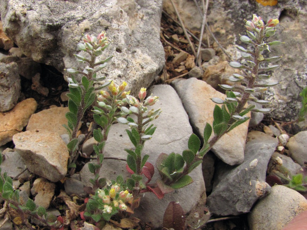 Изображение особи Alyssum simplex.