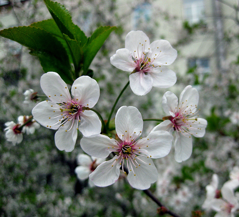 Изображение особи Cerasus vulgaris.