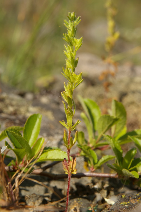 Image of Veronica dillenii specimen.