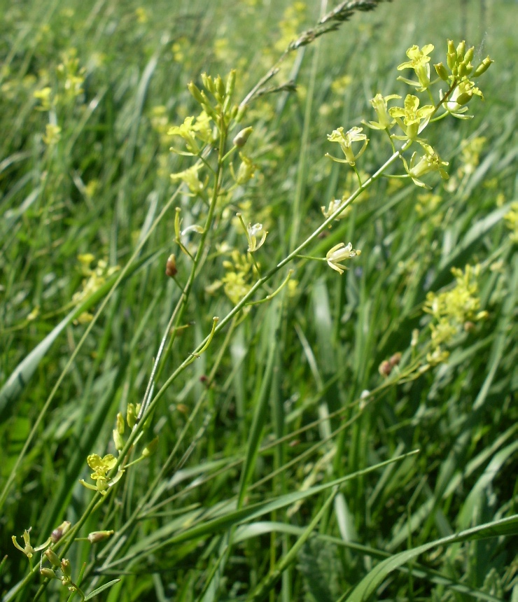 Image of Sisymbrium polymorphum specimen.