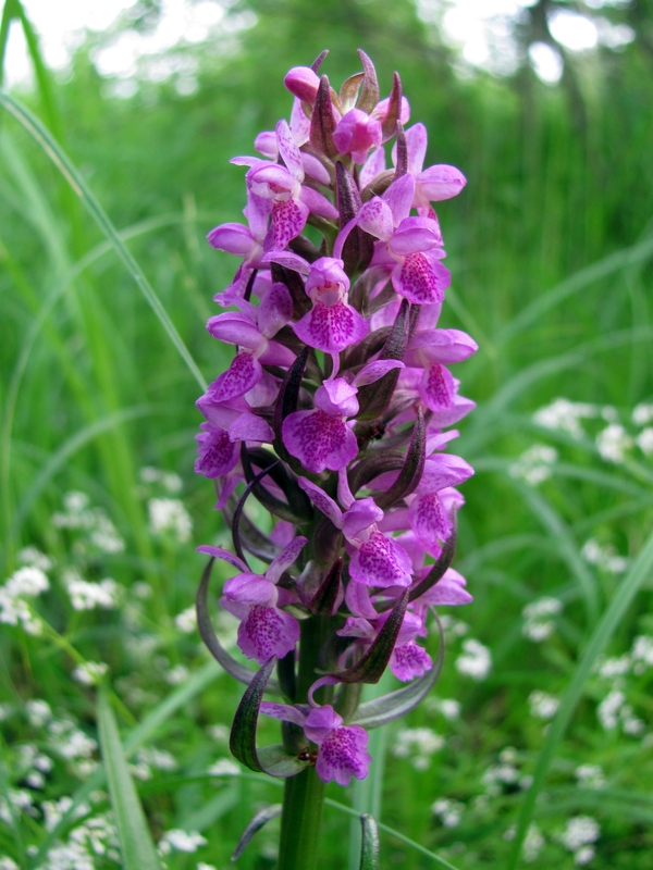 Изображение особи Dactylorhiza incarnata.