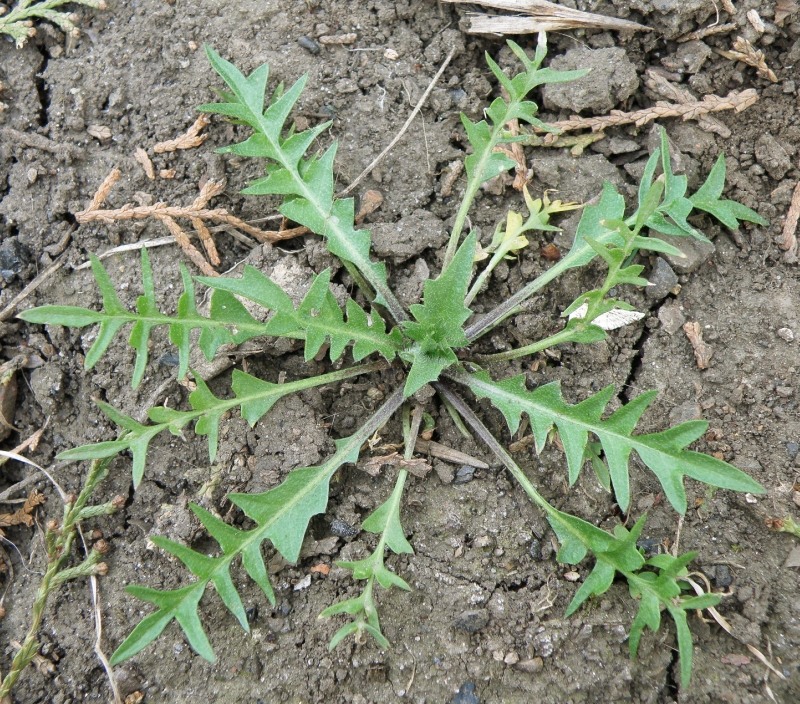 Изображение особи Capsella bursa-pastoris.