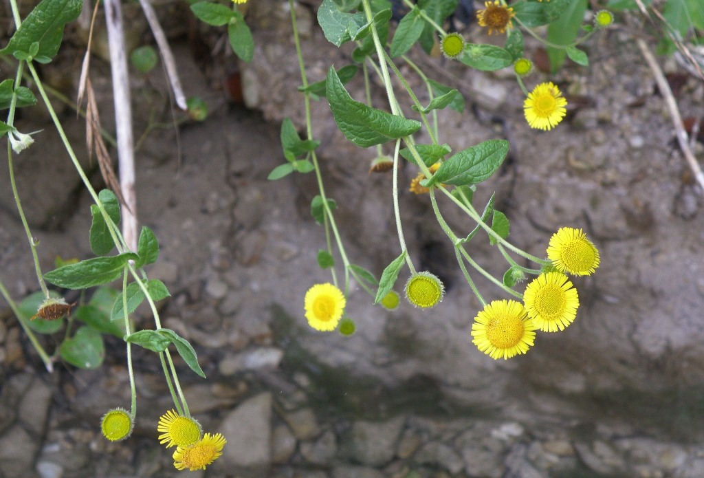 Image of Pulicaria dysenterica specimen.