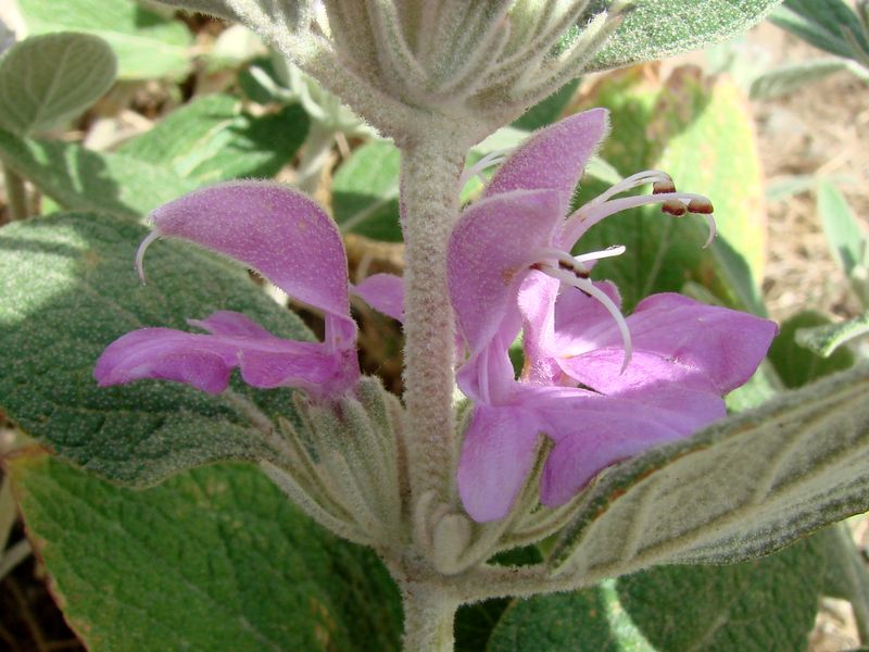 Изображение особи Phlomis thapsoides.