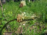 Plantago lanceolata