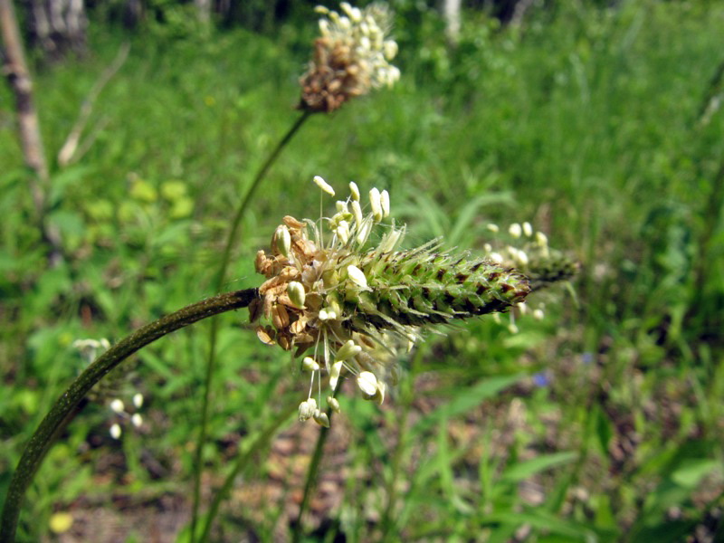 Image of Plantago lanceolata specimen.