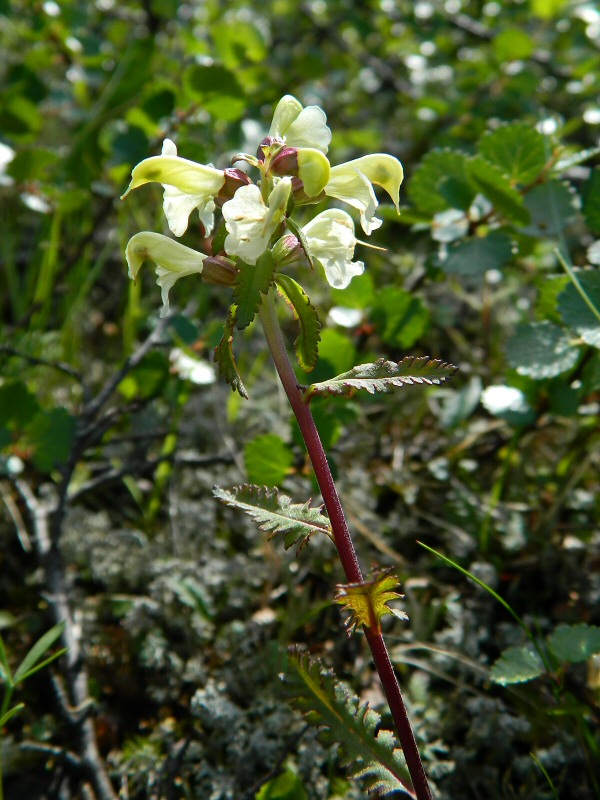 Image of Pedicularis lapponica specimen.