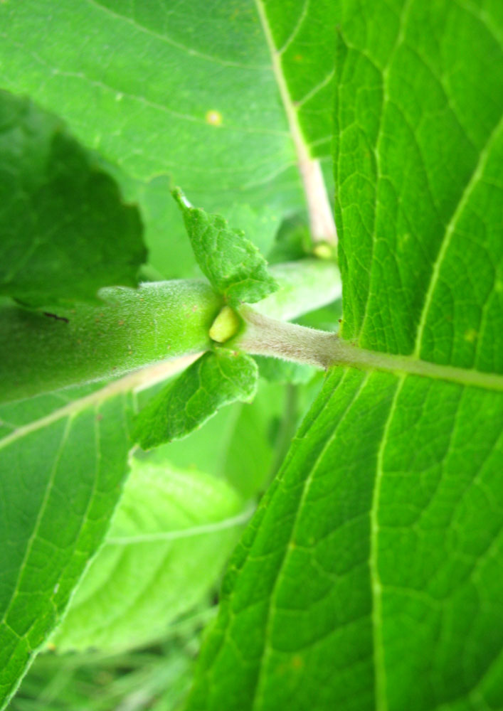 Изображение особи Salix latifolia.