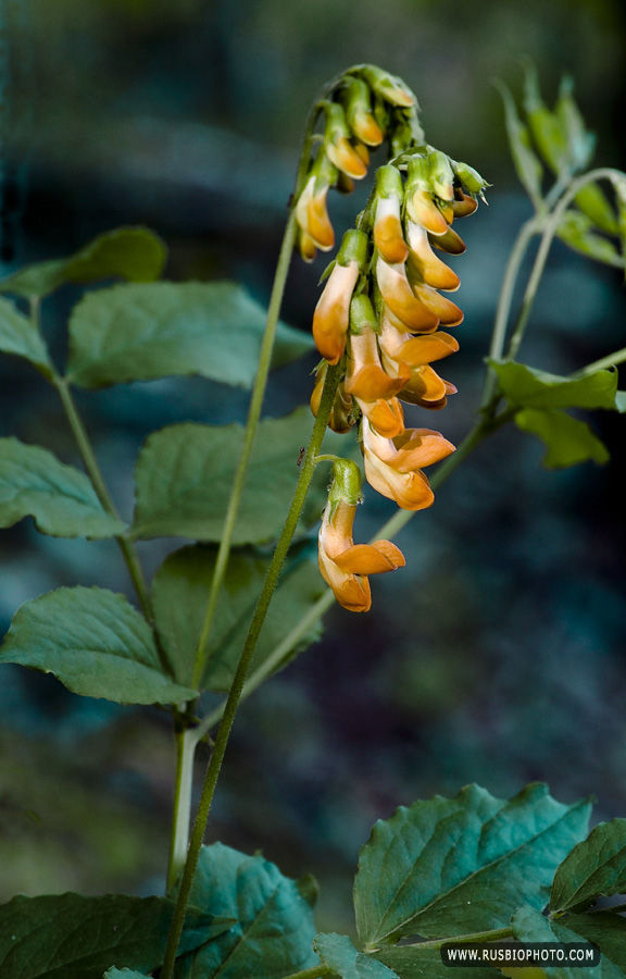 Изображение особи Lathyrus aureus.