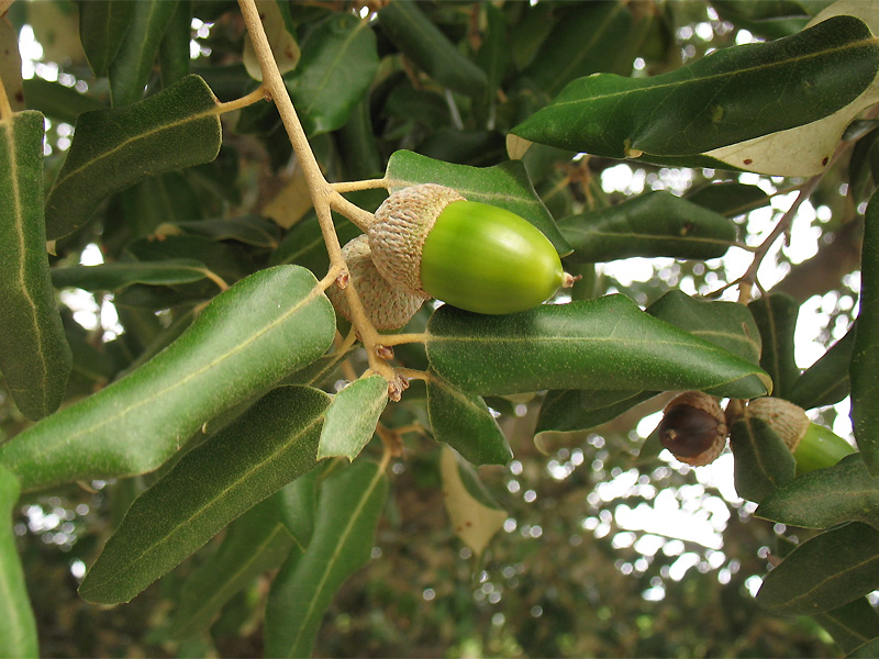 Image of Quercus suber specimen.