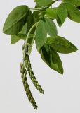 Laburnum × watereri. Часть ветки с распускающимся соцветием. Германия, г. Кемпен, в культуре 20.04.2012.