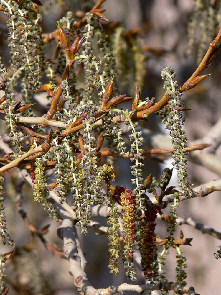 Image of Populus &times; sibirica specimen.