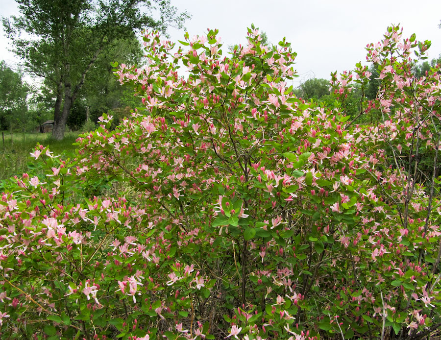 Image of Lonicera tatarica specimen.