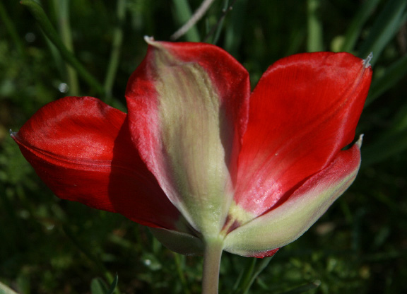 Изображение особи род Tulipa.