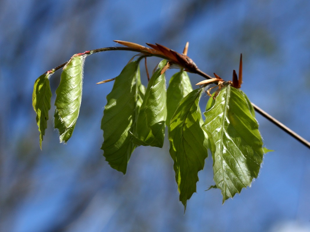 Image of Fagus sylvatica specimen.