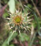 Asteraceae