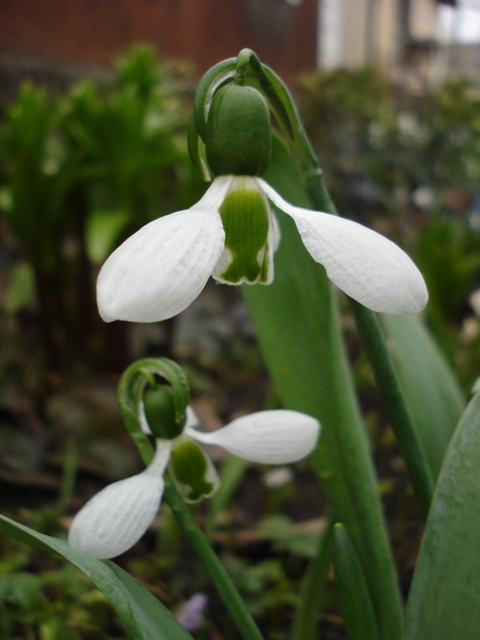 Image of Galanthus elwesii specimen.