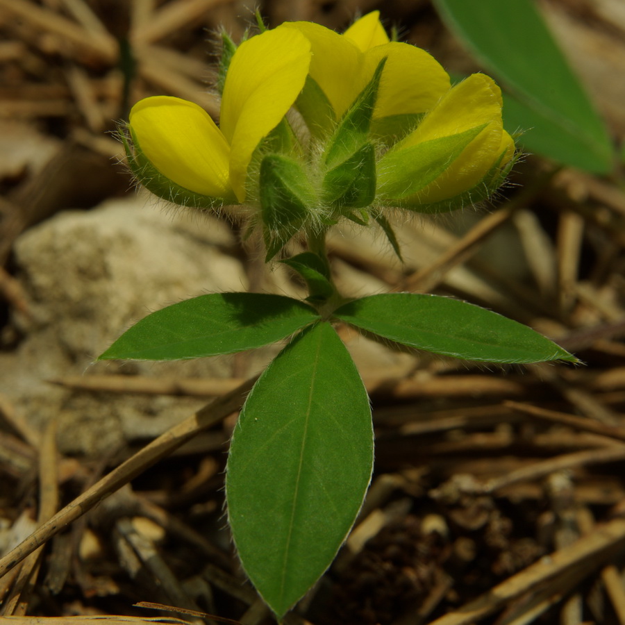 Изображение особи Argyrolobium biebersteinii.