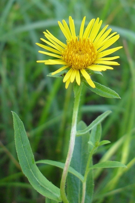 Изображение особи Inula salicina.