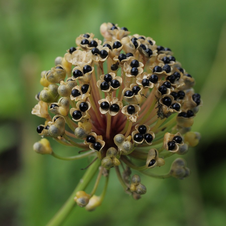 Изображение особи Allium microdictyon.