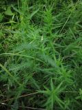 Achillea impatiens