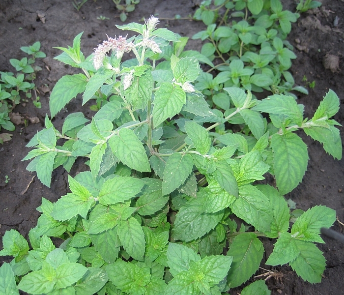 Image of Mentha longifolia specimen.