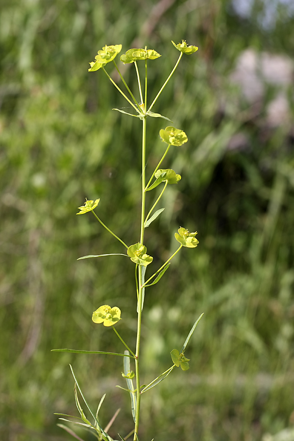 Image of Euphorbia jaxartica specimen.