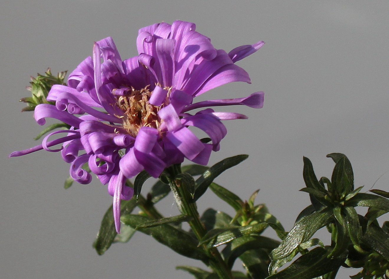 Image of Symphyotrichum dumosum specimen.