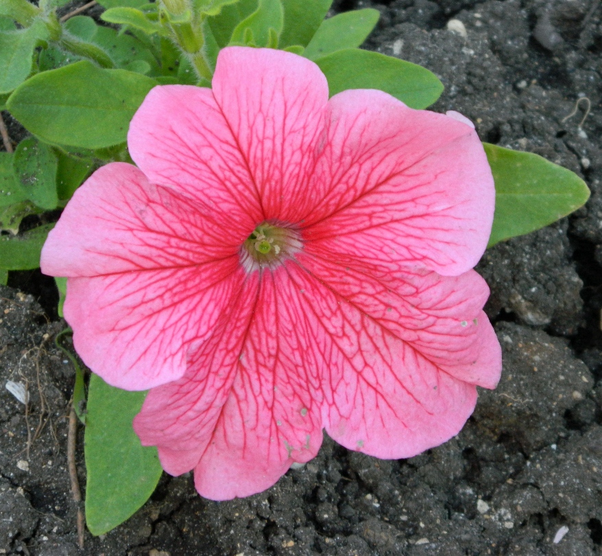 Image of Petunia &times; hybrida specimen.