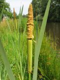 Typha latifolia