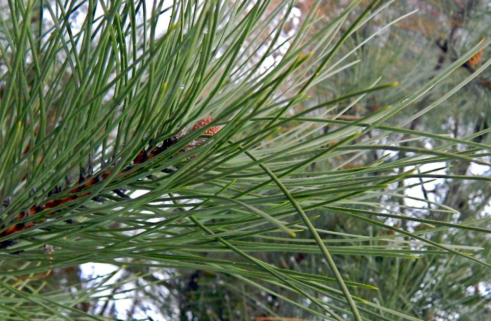 Image of genus Pinus specimen.