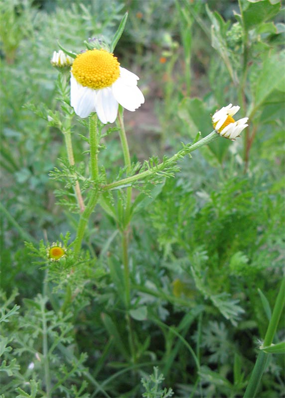 Изображение особи Anthemis pseudocotula.