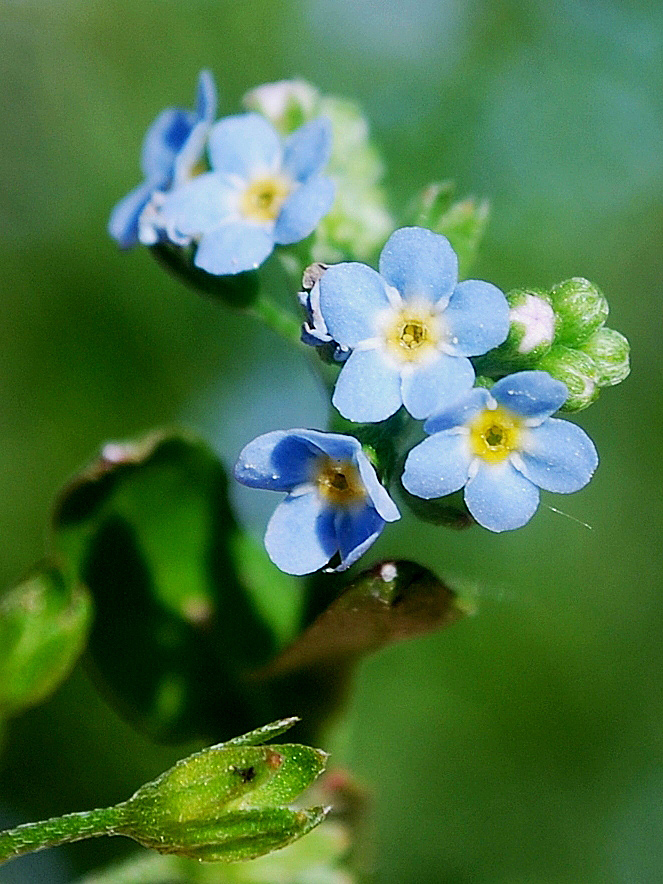 Image of Myosotis cespitosa specimen.