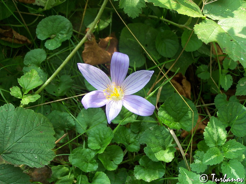 Image of Crocus speciosus specimen.