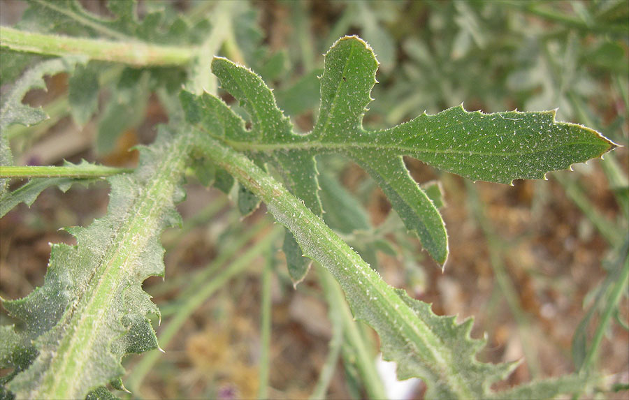 Image of Volutaria lippii specimen.