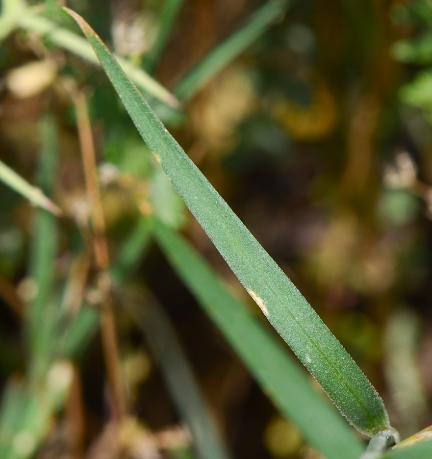 Image of Dianthus strictus specimen.