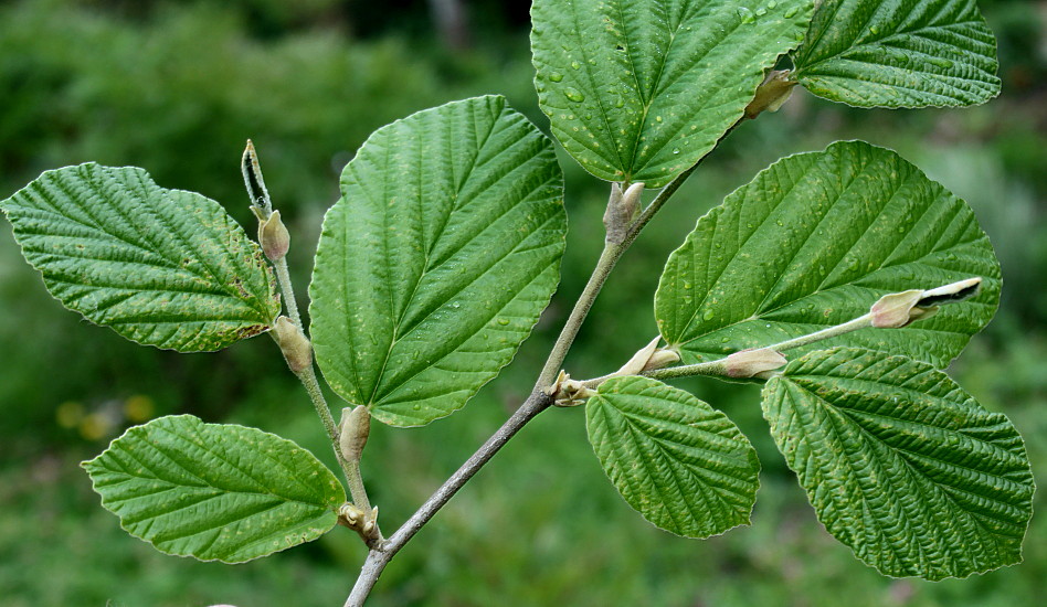 Изображение особи Hamamelis mollis.