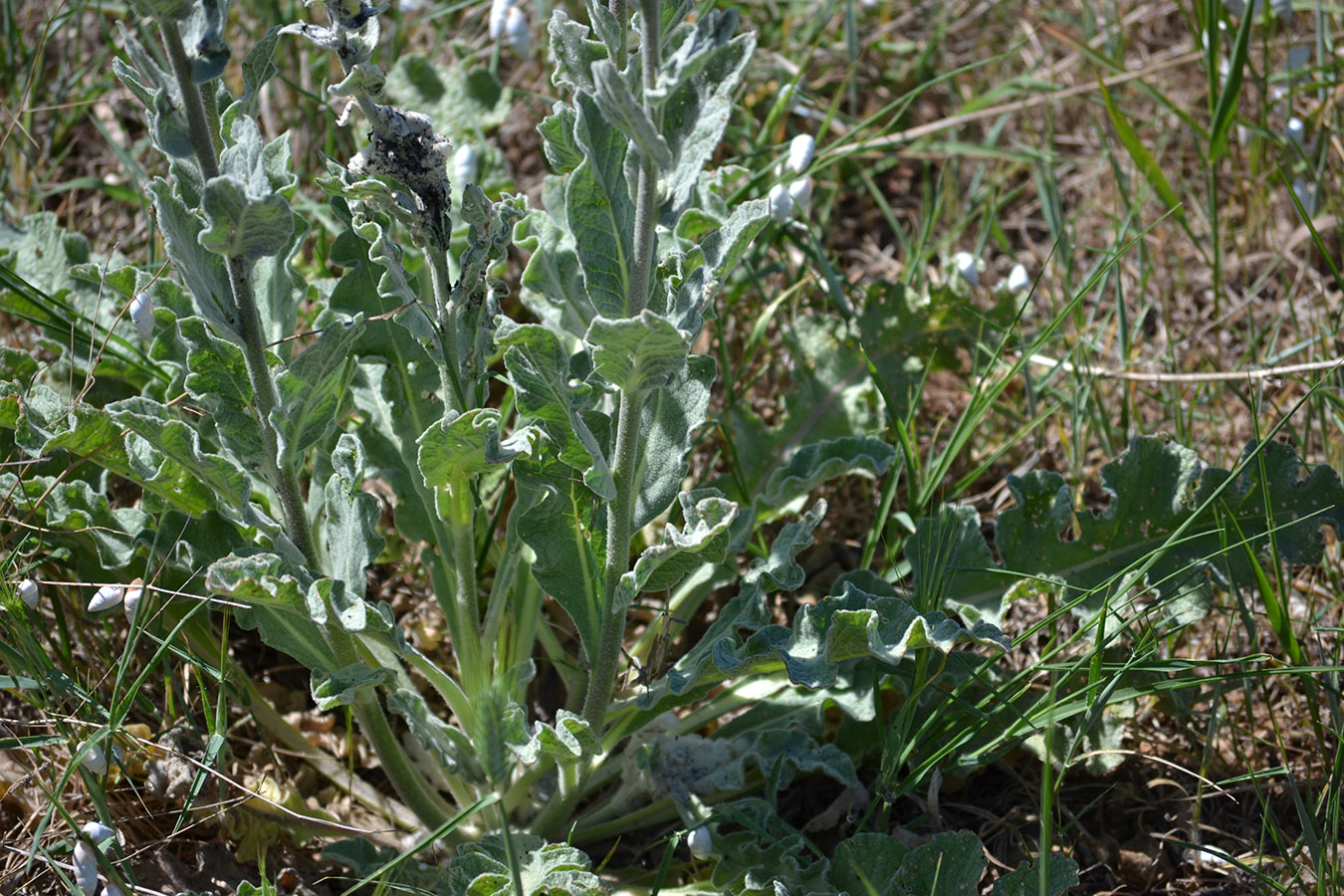 Изображение особи Verbascum undulatum.