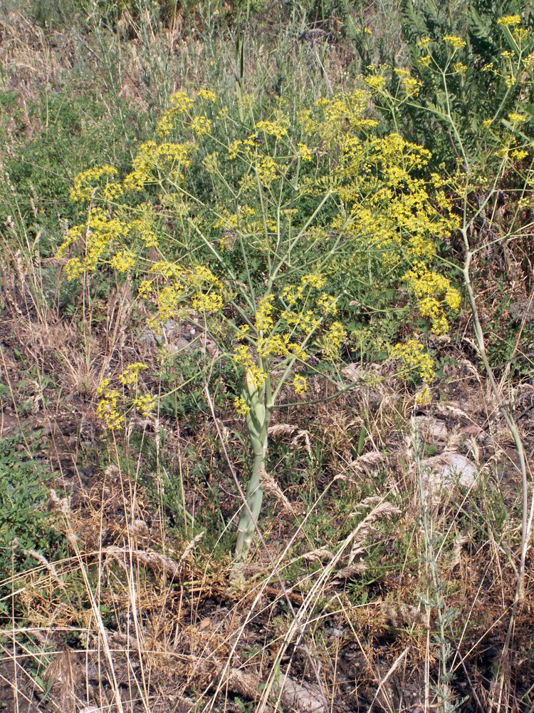 Изображение особи Ferula tschuiliensis.