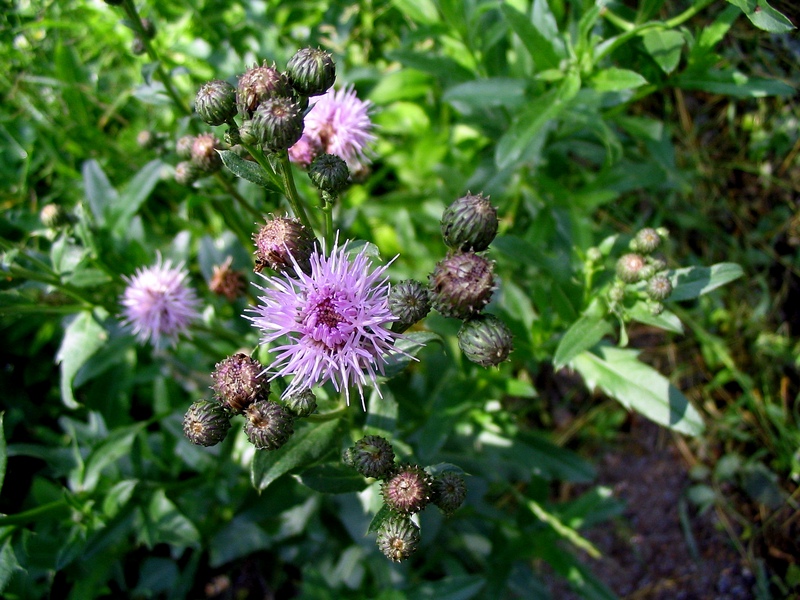 Image of Cirsium setosum specimen.